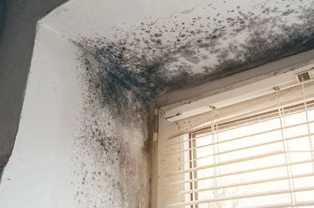 Affordable Crawl Space Mold Removal solutions in Weston, MA